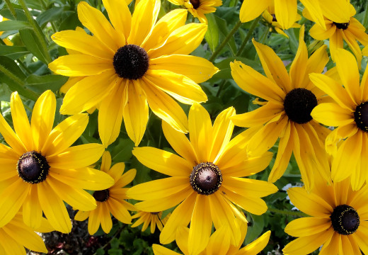 609531 (a): :2600x1800